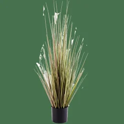 CASA HERBA Herbe En Pot Vert