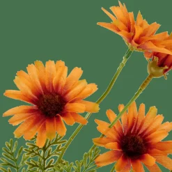 CASA INDI Orange