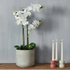 CASA ORCHID Orchidée En Pot Blanc