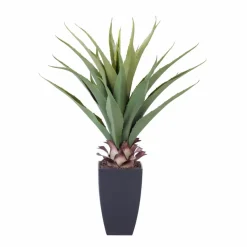 CASA VERA Plante Grasse Sur Tige Vert